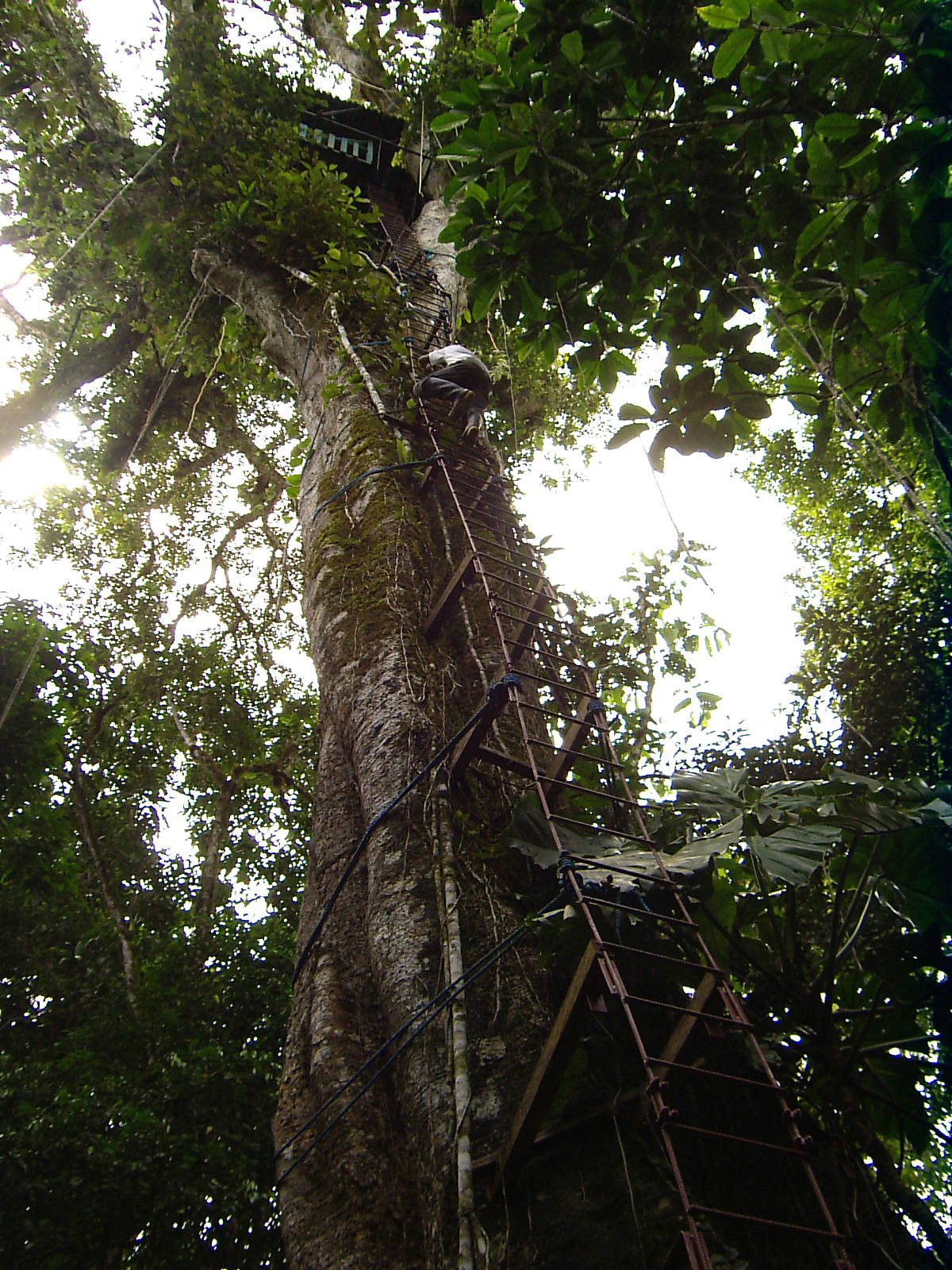 Ein Mann klettert auf einer Leiter auf einen Urwaldriesen